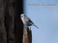 Azuurmees [Cyanistes cyanus]
